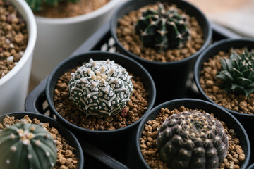 Astrophytum asterias cactus on black pot topping with akadema stone
