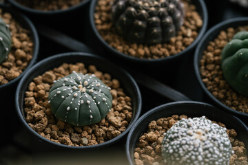 Astrophytum asterias cactus on black pot topping with akadema stone