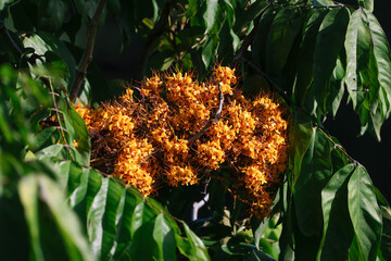 Yellow ashoka or yellow saraca (Saraca thaipingensis) flower close up