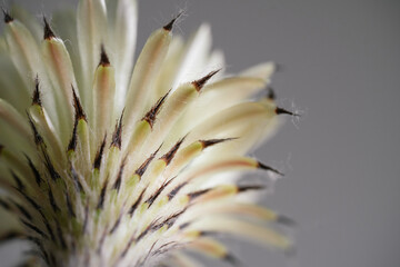 Astrophytum Asteria Super Kabuto cactus blooming yellow color flower close up in isolated grey background