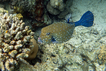 A coral fish - Yellow Boxfish (Ostracion cubicus)- male .Red Sea, Egypt 