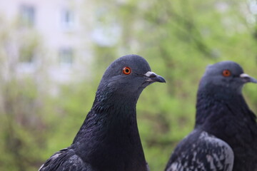 Pigeon closeup portrait, bird on the window, summer day, pigeon beautiful portrait, pigeons eyes in macro, Extreme Close Up