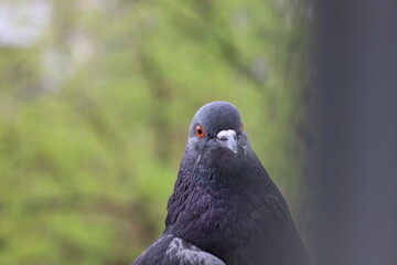 Pigeon closeup portrait, bird on the window, summer day, pigeon beautiful portrait, pigeons eyes in...