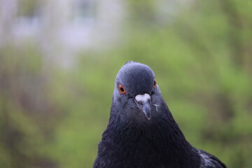 Pigeon closeup portrait, bird on the window, rainy day, pigeon beautiful portrait, pigeons eyes in macro, Extreme Close Up, cute animals
