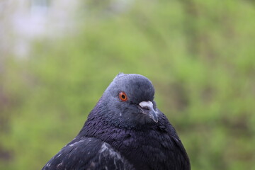 Pigeon closeup portrait, bird on the window, rainy day, pigeon beautiful portrait, pigeons eyes in macro, Extreme Close Up