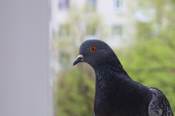 Fototapeta premium Pigeon closeup portrait, bird on the window, rainy day, pigeon beautiful portrait, pigeons eyes in macro, Extreme Close Up