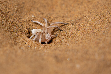 The dancing white lady spider. This spider (Leucorchestris arenicola) we saw near Swakopmund  in the Namib desert of Namibia.