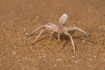 The dancing white lady spider. This spider (Leucorchestris arenicola) we saw near Swakopmund  in the Namib desert of Namibia.
