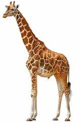 Giraffe Standing Isolated on White Background. Generative ai