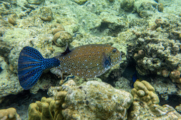 Fototapeta premium A coral fish - Yellow Boxfish (Ostracion cubicus)- male .Red Sea, Egypt 