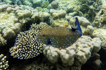 A coral fish - Yellow Boxfish (Ostracion cubicus)- male .Red Sea, Egypt 