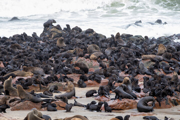 Seals on the beach. The Cape Cross Seal Reserve, the world’s largest breeding colony of Cape fur seals (Arctocephalus pusillus), with up to 200 000 seals.  In Febrary there are many 3 month old pups.