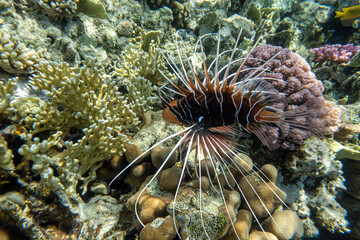 Clearfin lionfish – Pterois radiata – Red sea, Egypt