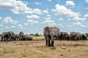 Young elephant bull in Etosha. This young bull is showing dominant behaviour after visiting a waterhole in Etosha National Park in Namibia.