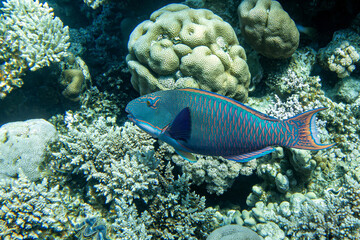 A coral fish - Bicolor Parrotfish - Cetoscarus bicolor in the Red Sea , close up 