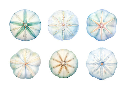 Cute watercolor painting style illustration of Sand Dollar, isolated on white background