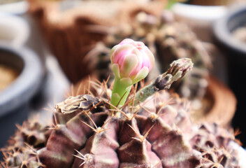 Pink cactus flower buds appear next to the dried flowers. in pots placed together on the table

