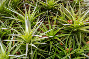 close up of Tillandsia plant leafs (air plant)