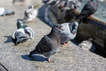 City birds leisurely drink water from fountain with beaks and wings spread