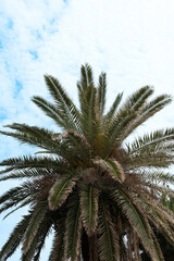 椰子の木を見上げる