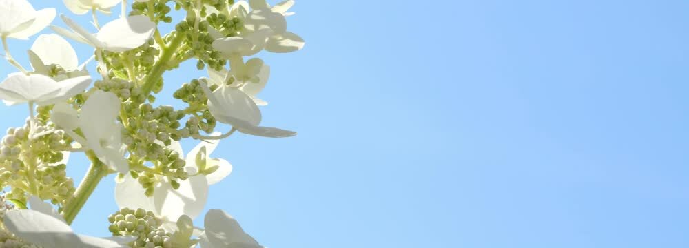closeup oft the white flower Hydrangea paniculata Kyushu isolated on sunny blue sky background banner, beautiful popular garden plant in slow motion wind with copy space