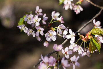 Closeup of cherry blossom petals on a twig in full bloom