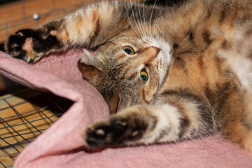 A cat is comfortably lying on its back on a soft pink towel