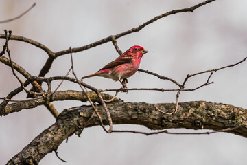 Haemorhous purpureus
