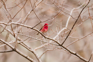 Haemorhous purpureus