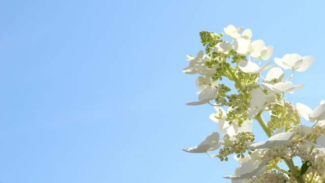 closeup oft the white flower Hydrangea paniculata Kyushu isolated on sunny blue sky, beautiful popular garden plant in slow motion wind