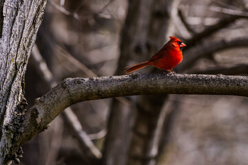 Cardinalis cardinalis