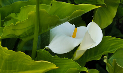 Calla grandi fiori bianchi con pistillo giallo e foglie Calla Zantedeschia aethiopica (L.) Spreng....