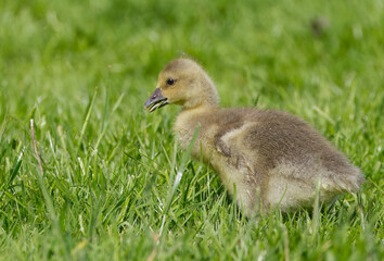 Nilgansküken Nilsgans Küken Gans Gänsejunges Gänsebaby Gänseküken