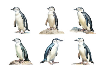 Fototapeta premium Chinstrap Penguin, Animal Illustration. Watercolor Style