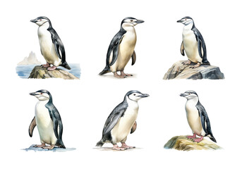 Obraz premium Cute watercolor painting style illustration of Chinstrap Penguin, isolated on white background