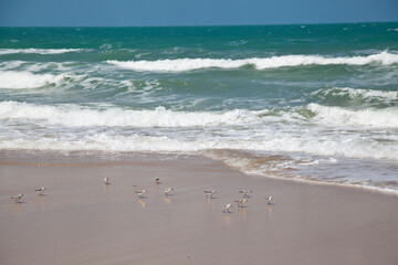birds at Canoa Quebrada beach, Ceará, Brazil