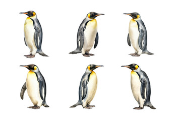 Fototapeta premium Cute watercolor painting style illustration of Emperor Penguin, isolated on white background