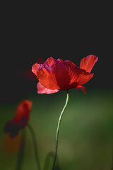 Obraz premium poppy close-up in the morning light