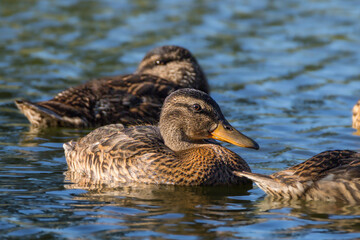 mallard on a pond in the morning light