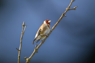 European Goldfinch perched on a tree branch in the morning light