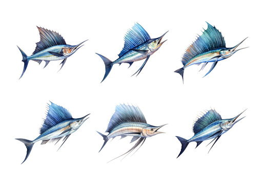 Sailfish, Animal Illustration. Watercolor Style