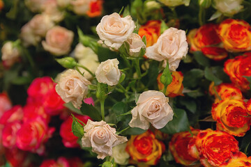 Pink and red roses, flowers and buds