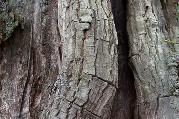 Old trees close up, cracked bark