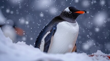 Fototapeta premium Profile of a gentoo penguin in Antarctica p 