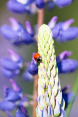 Ladybug on a meadow, macro of a bug insect, beetle climbing up a flower, coccinellidae