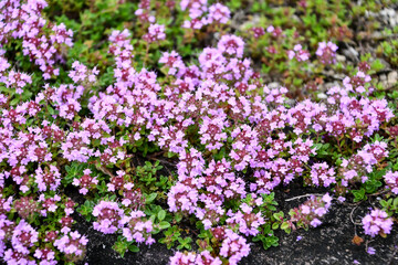 イブキジャコウソウ　Japanese Thyme