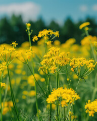 Fototapeta premium Beautiful Field of Yellow Flowers in Bloom Under a Bright Blue Sky with Green Forest in the Background on a Sunny Day, Capturing the Essence of Spring and Nature's Beauty