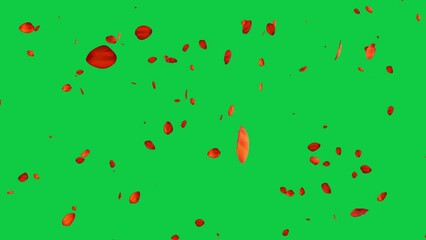 rose petal falling rain background green screen animation