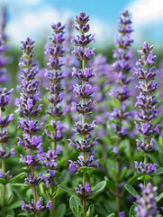 Obraz premium Stunning Close Up of Vibrant Purple Lavender Flowers in Full Bloom under a Bright Blue Summer Sky in a Lush Garden