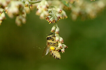 Biene mit Pollenhöschen 